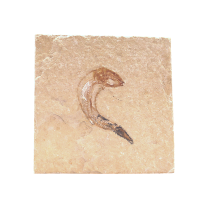 Fish Fossil