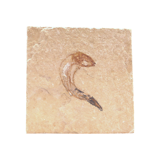 Fish Fossil
