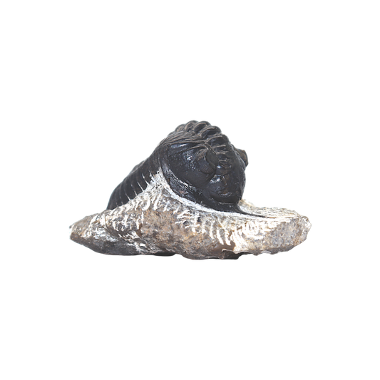 Trilobite