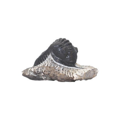 Trilobite