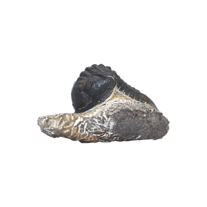 Trilobite