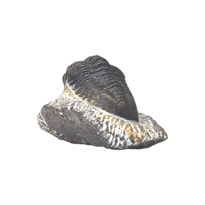 Trilobite