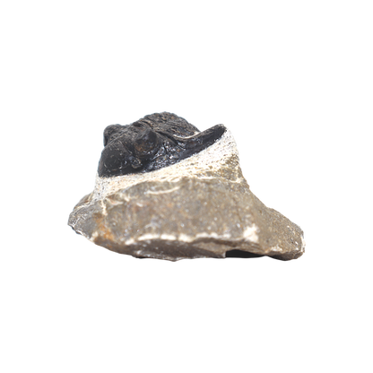Trilobite