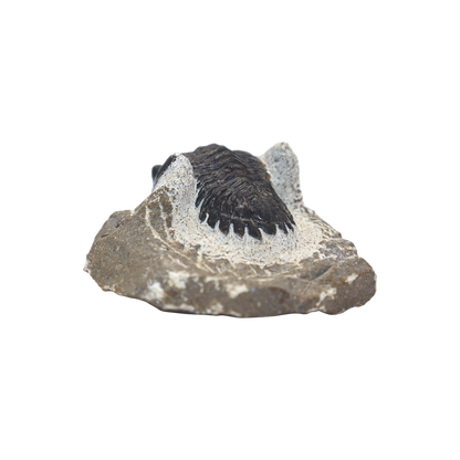 Trilobite