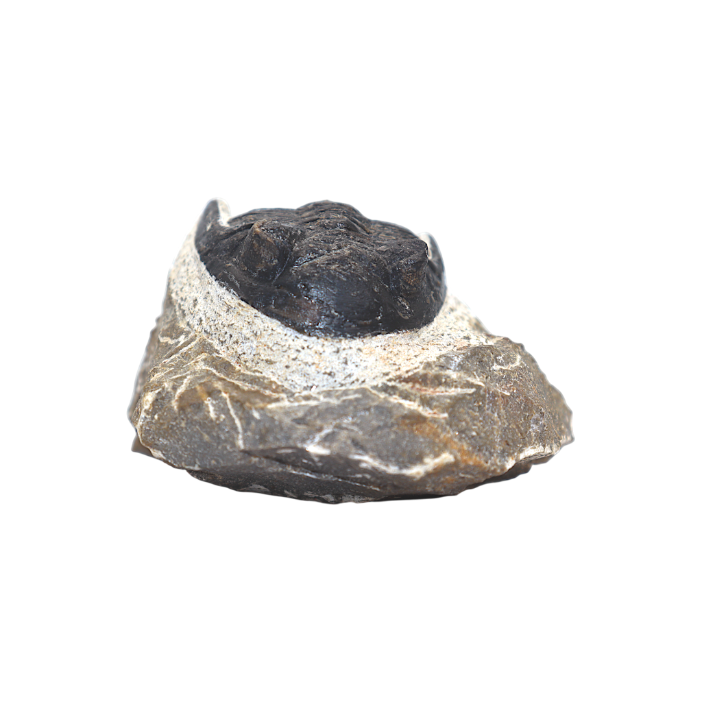 Trilobite