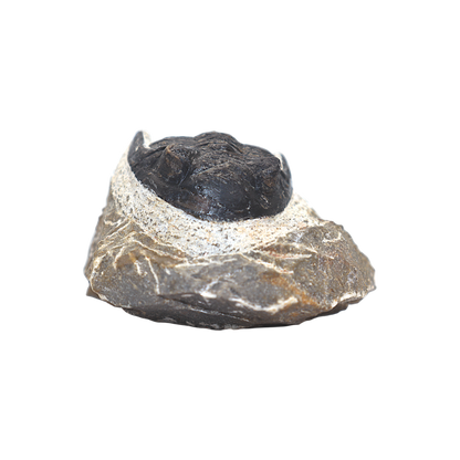 Trilobite