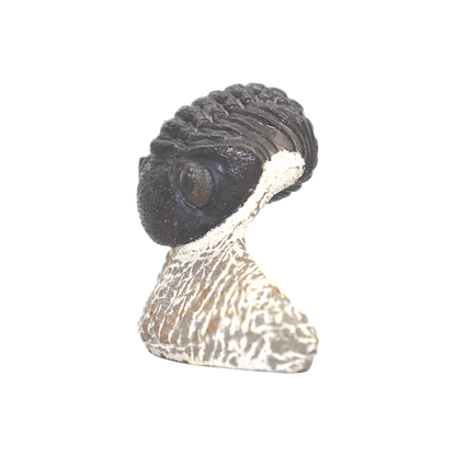 Trilobite