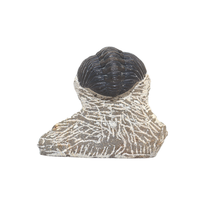 Trilobite