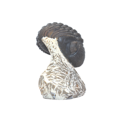 Trilobite