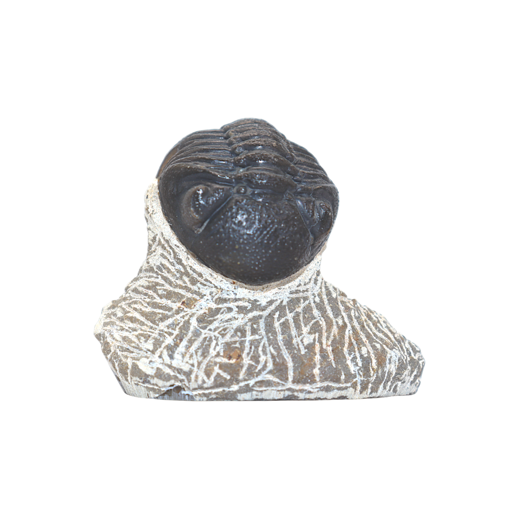 Trilobite