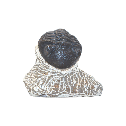 Trilobite