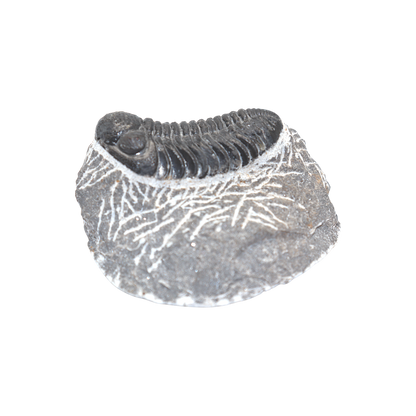 Trilobite