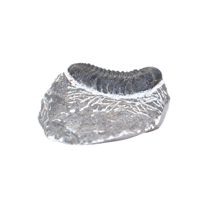 Trilobite
