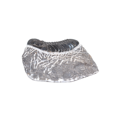 Trilobite