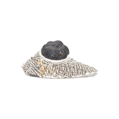 Trilobite