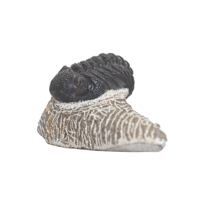 Trilobite