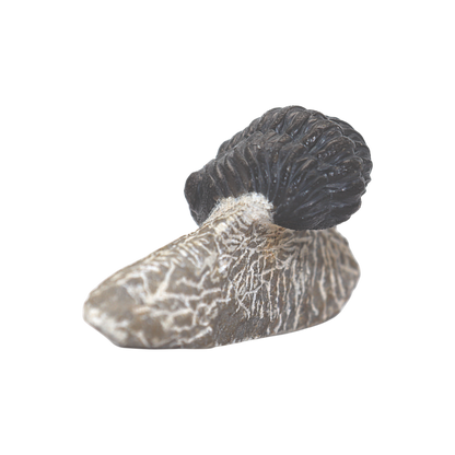 Trilobite