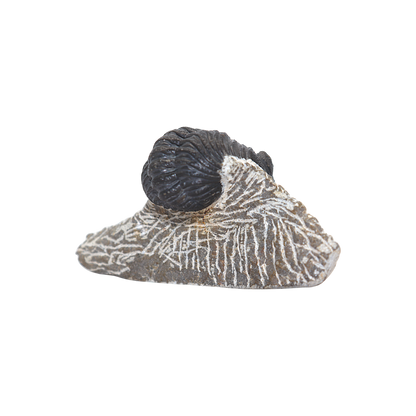Trilobite