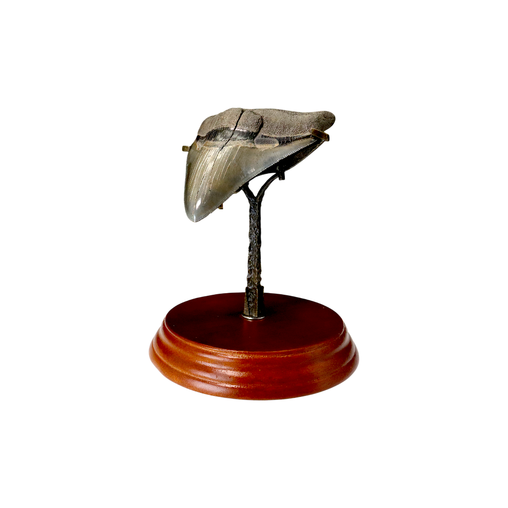 Megalodon Shark Tooth