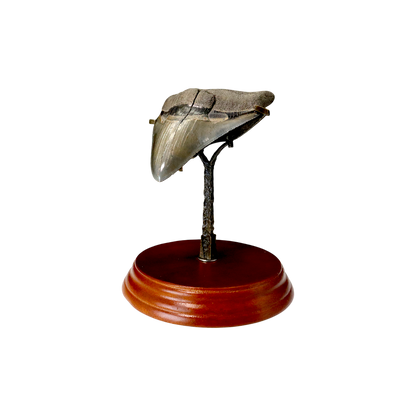 Megalodon Shark Tooth