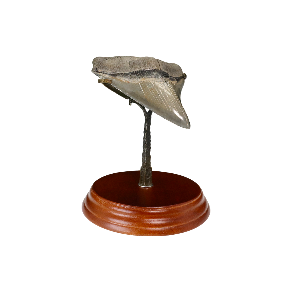 Megalodon Shark Tooth
