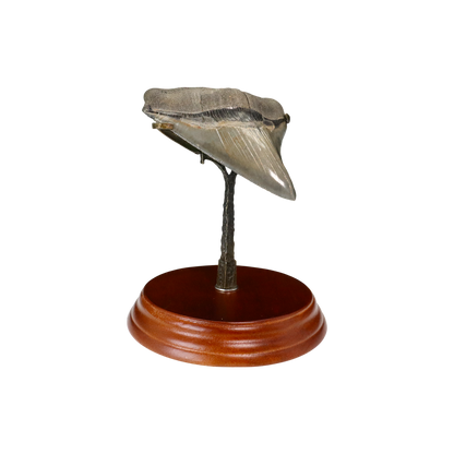 Megalodon Shark Tooth