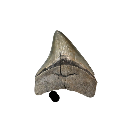 Megalodon Shark Tooth