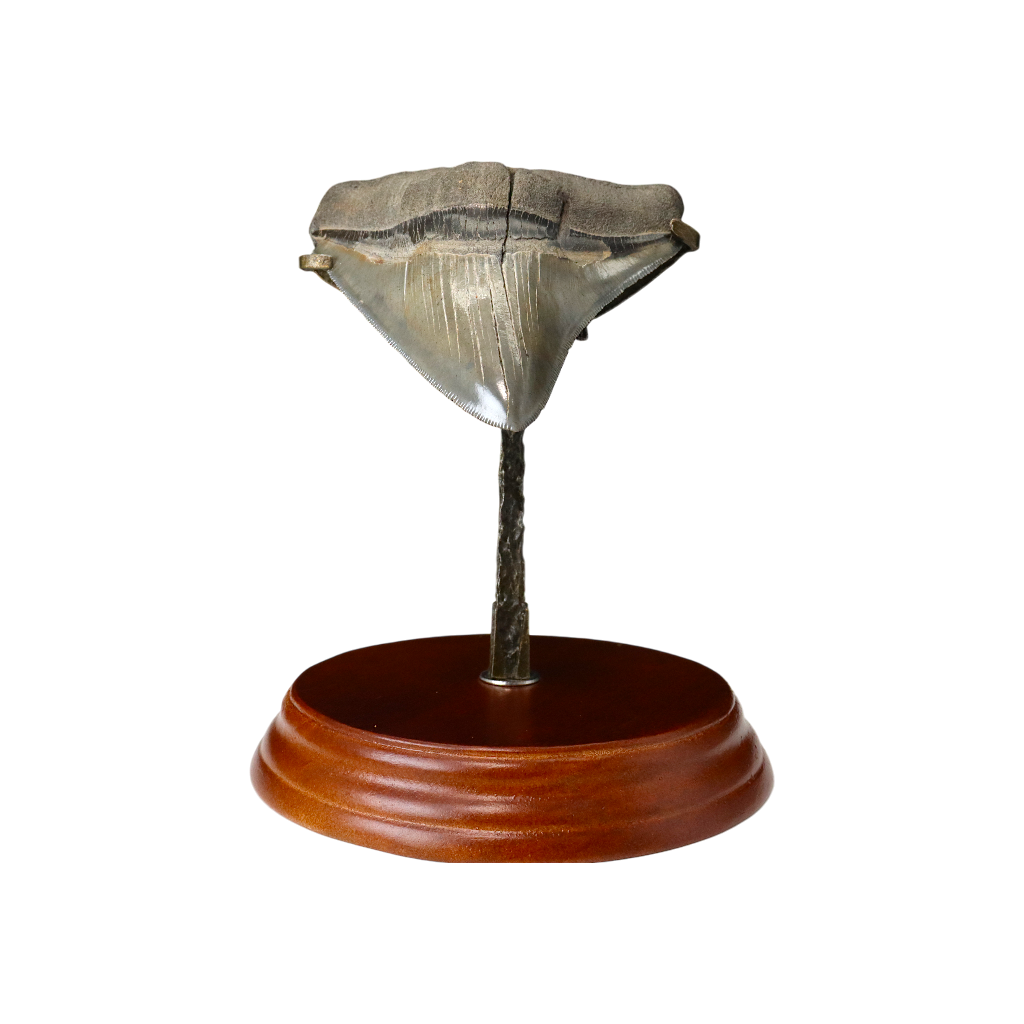 Megalodon Shark Tooth