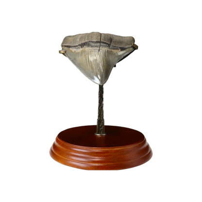 Megalodon Shark Tooth
