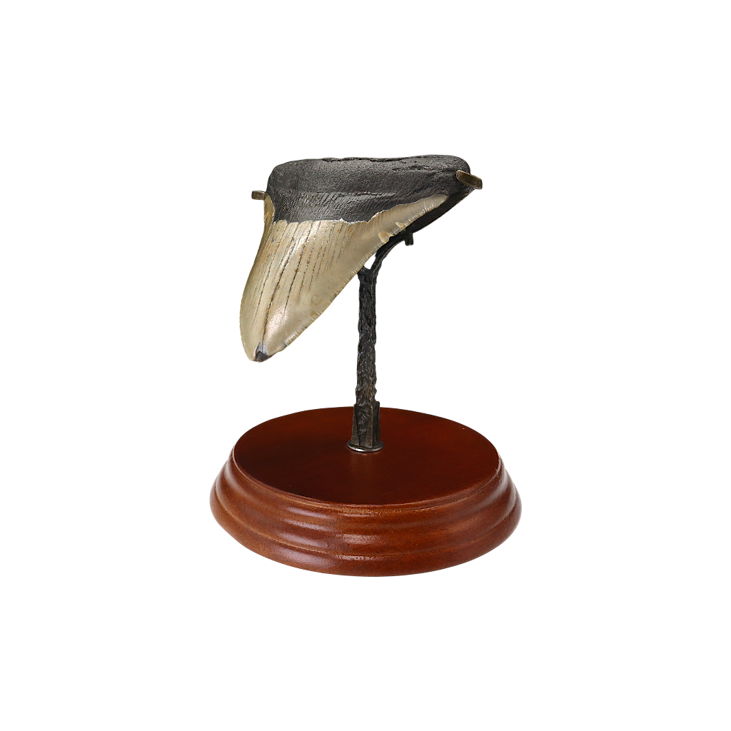 Megalodon Shark Tooth