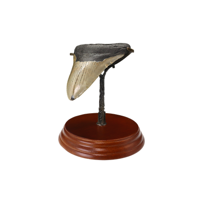 Megalodon Shark Tooth