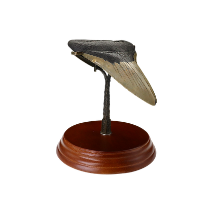 Megalodon Shark Tooth