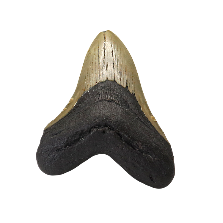 Megalodon Shark Tooth