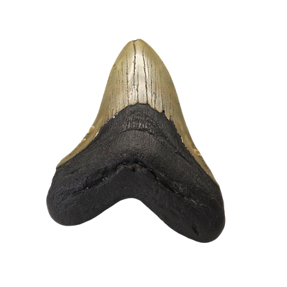 Megalodon Shark Tooth