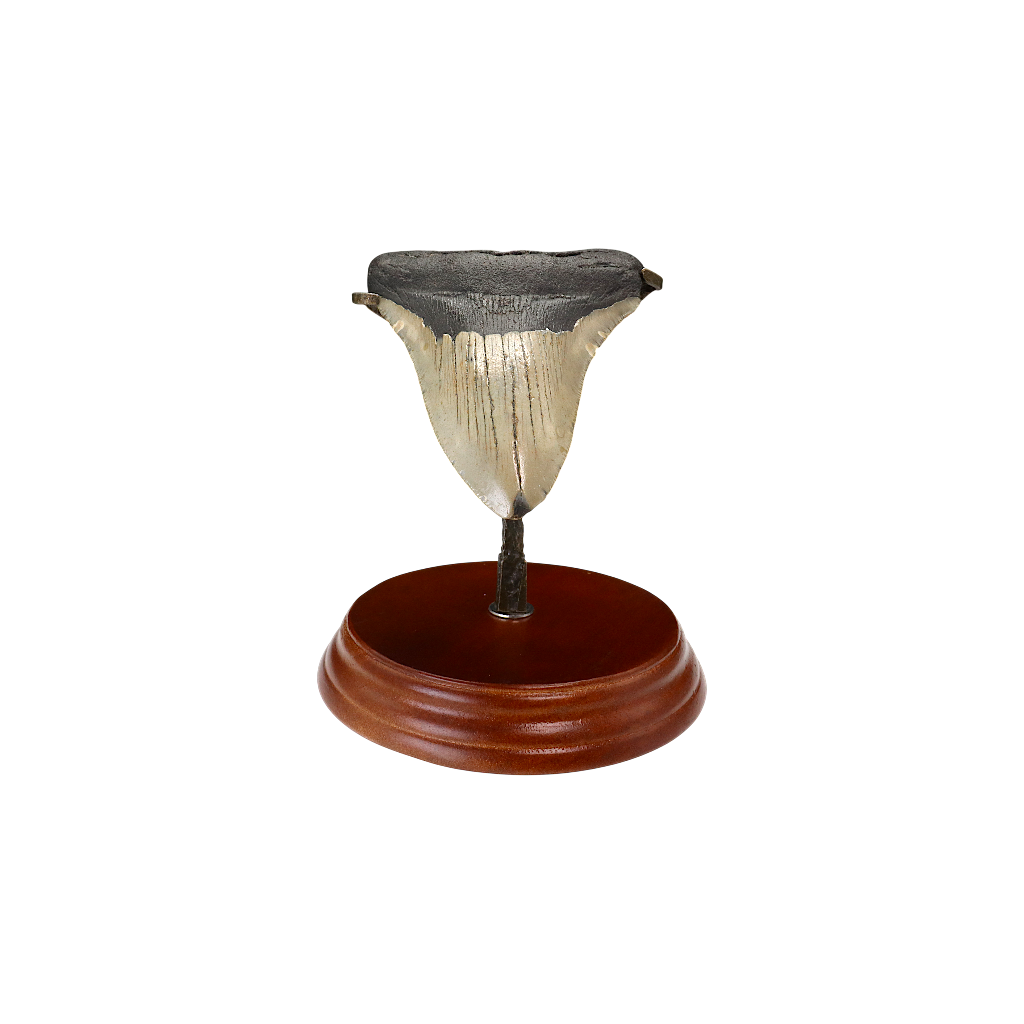 Megalodon Shark Tooth