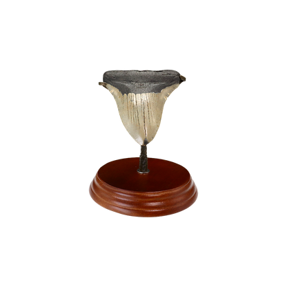 Megalodon Shark Tooth