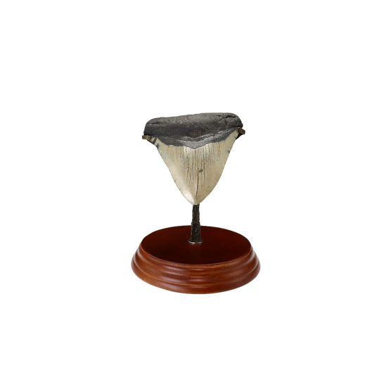 Megalodon Shark Tooth