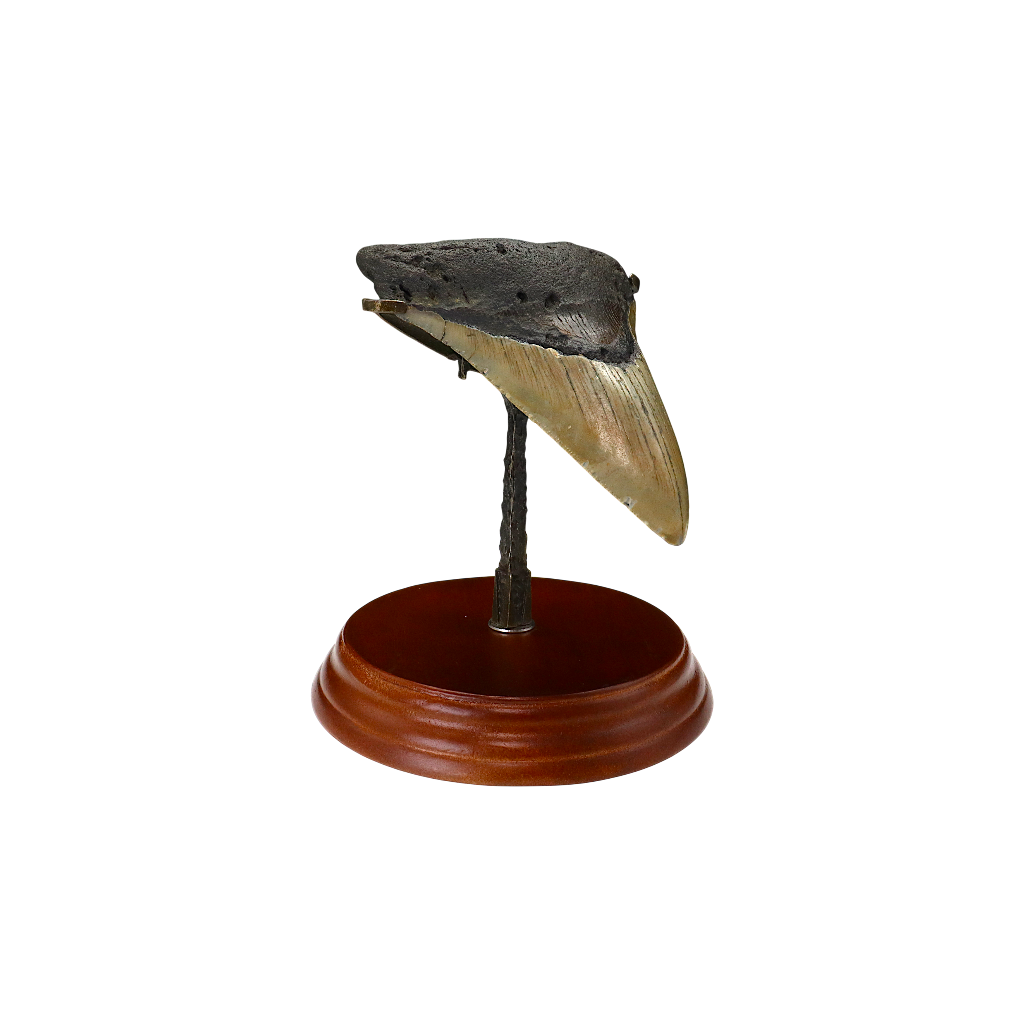Megalodon Shark Tooth