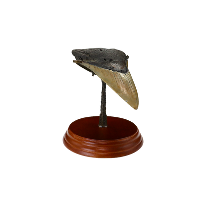 Megalodon Shark Tooth