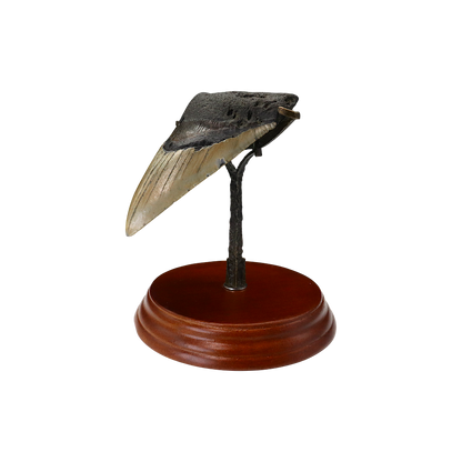 Megalodon Shark Tooth