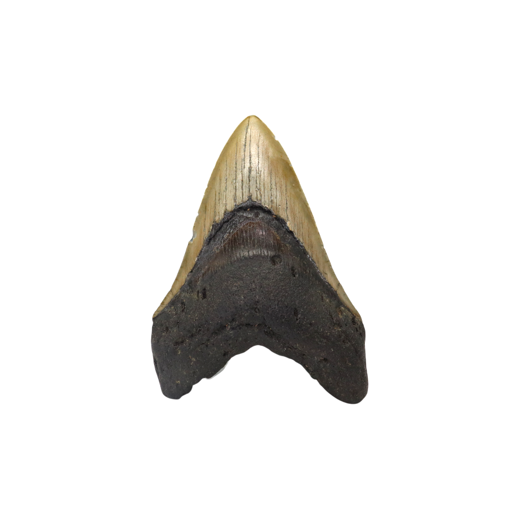 Megalodon Shark Tooth