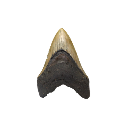Megalodon Shark Tooth