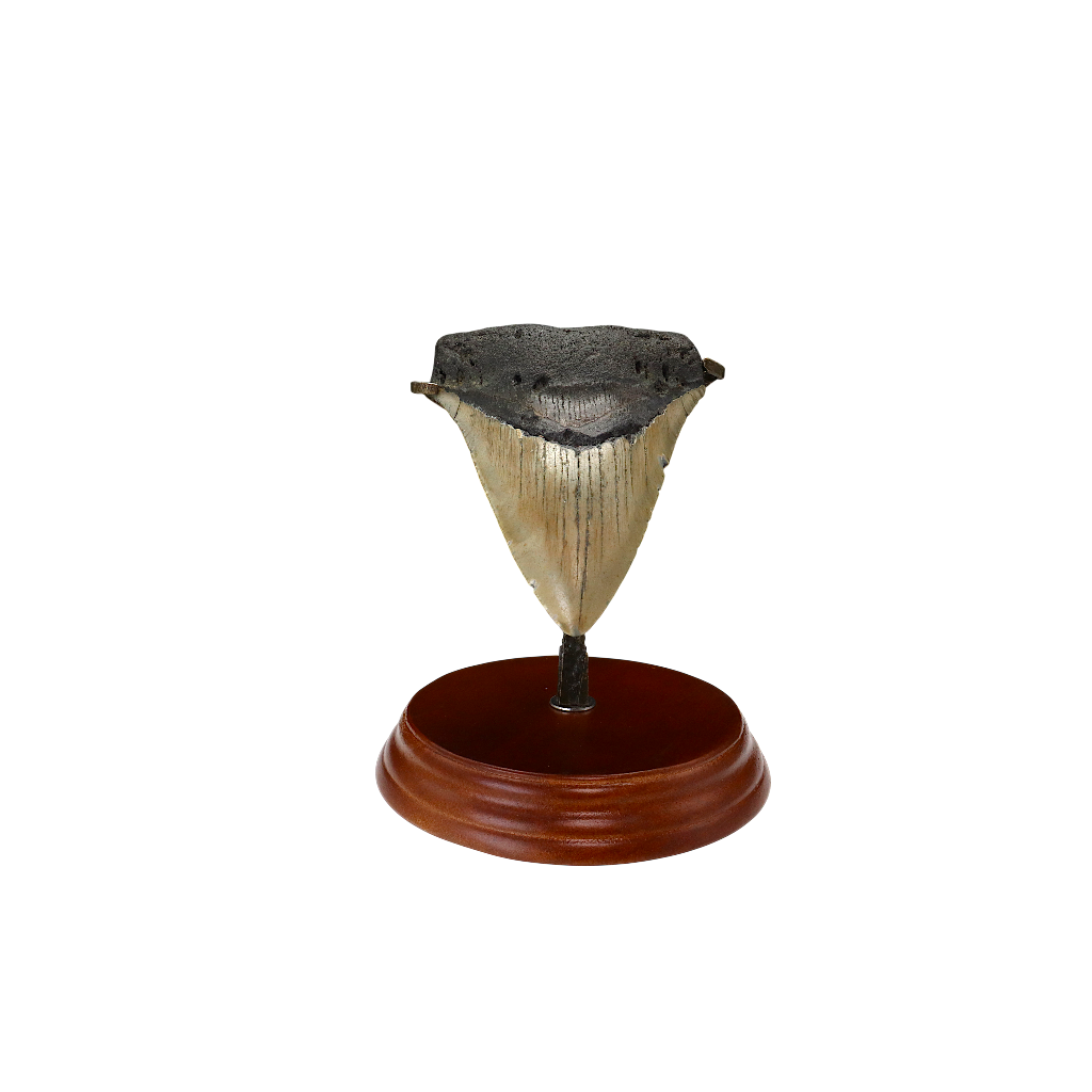 Megalodon Shark Tooth