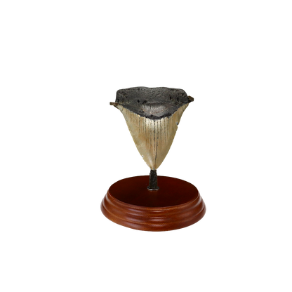 Megalodon Shark Tooth