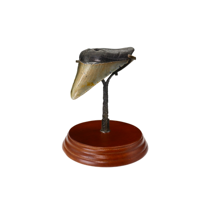 Megalodon Shark Tooth