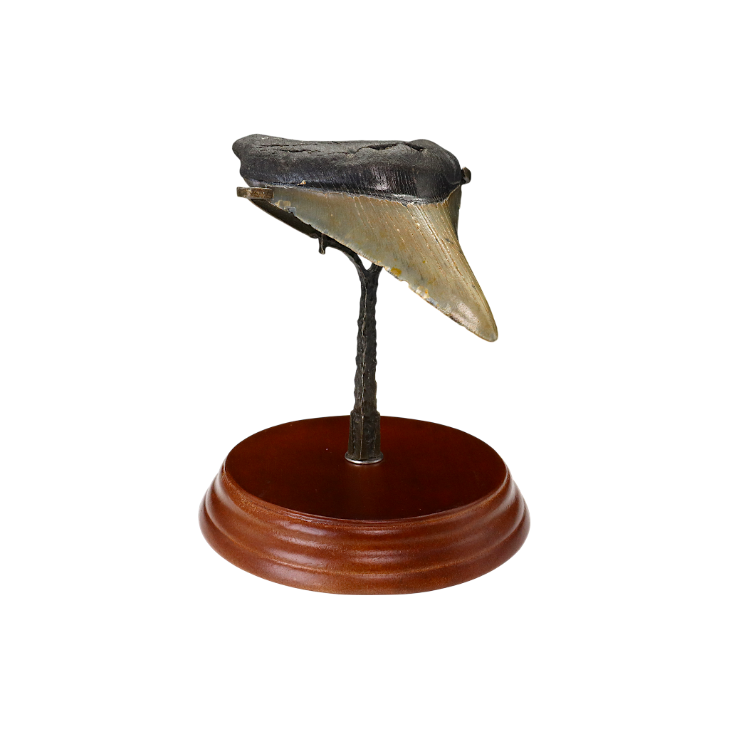 Megalodon Shark Tooth