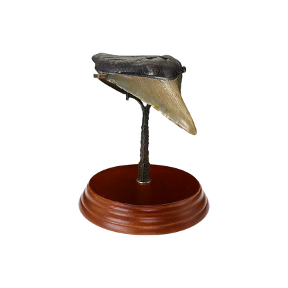 Megalodon Shark Tooth