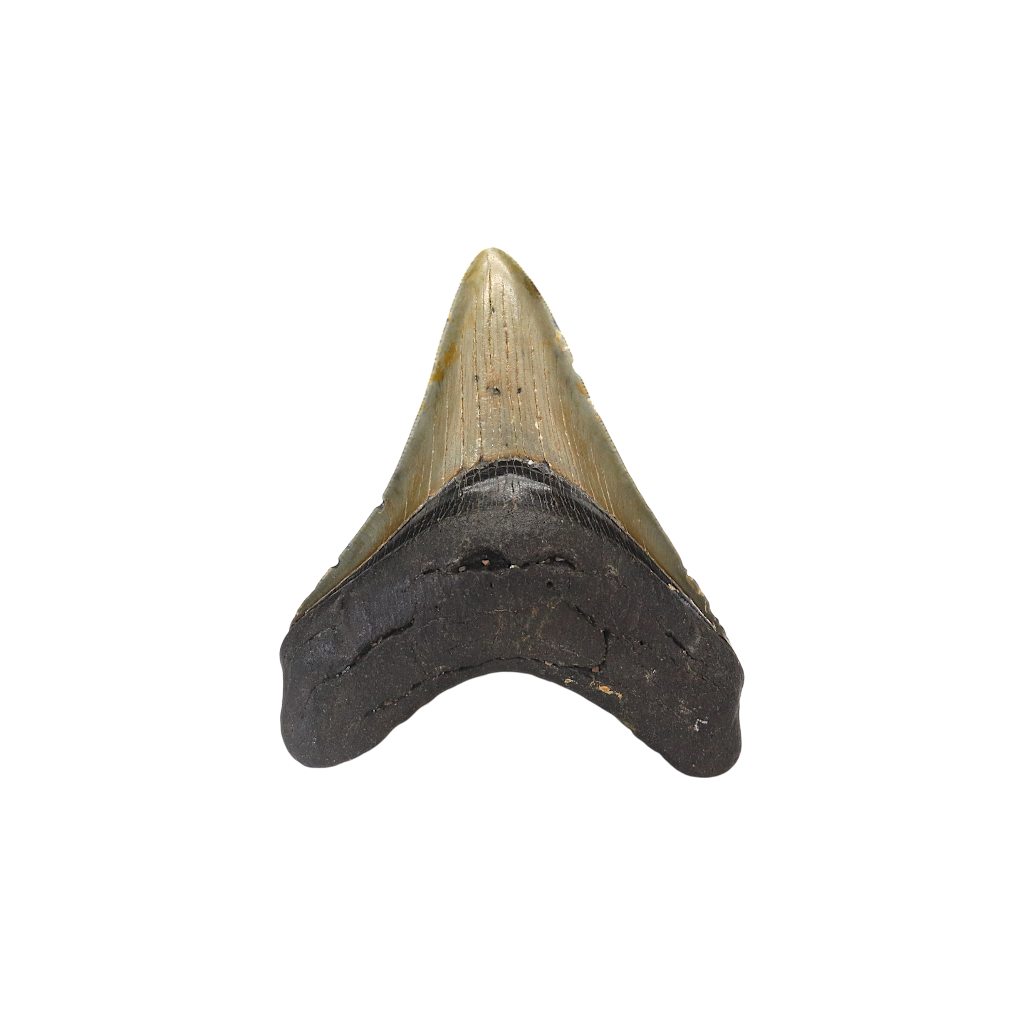 Megalodon Shark Tooth