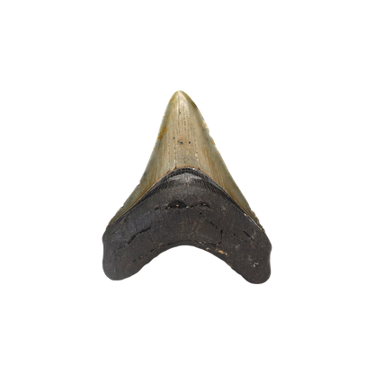 Megalodon Shark Tooth