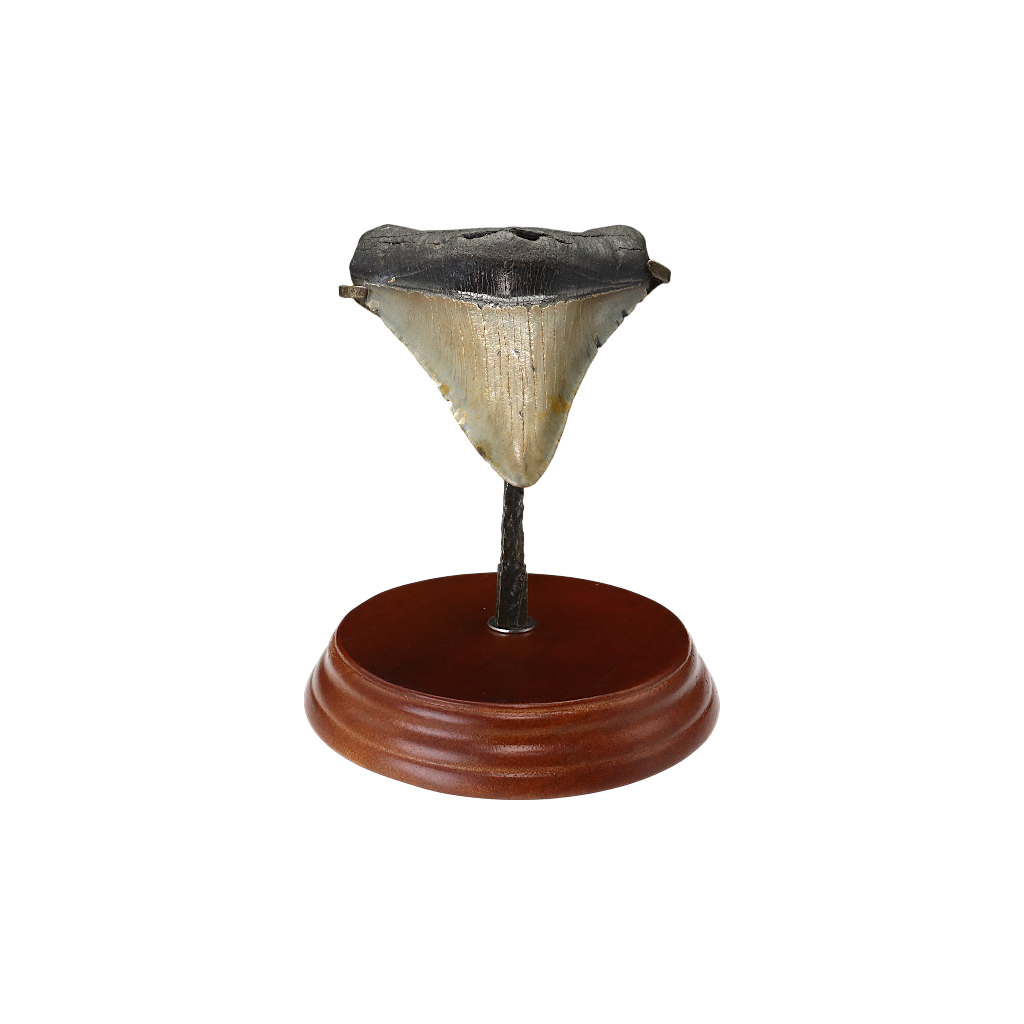 Megalodon Shark Tooth